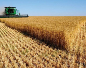 Iraq Pays 350 Billion Dinars to Wheat Farmers as Harvest Surges Past Five Million Tons