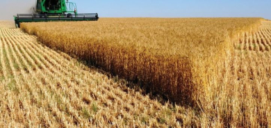 Iraq Pays 350 Billion Dinars to Wheat Farmers as Harvest Surges Past Five Million Tons