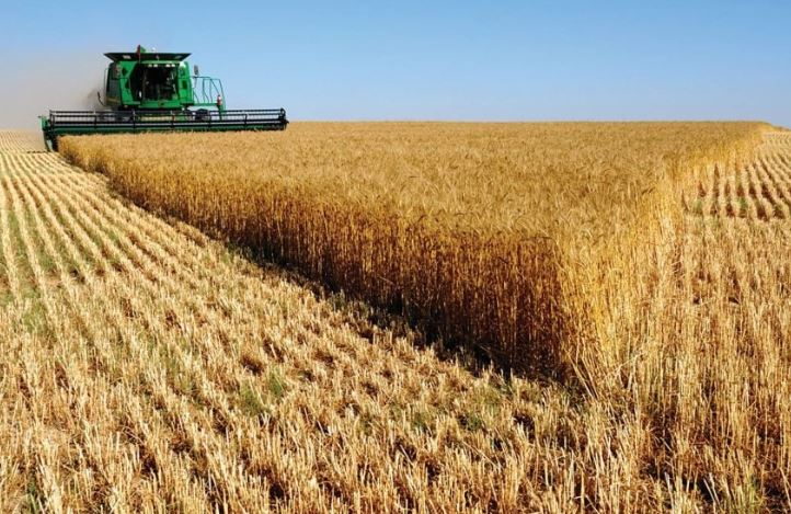 Iraq Pays 350 Billion Dinars to Wheat Farmers as Harvest Surges Past Five Million Tons