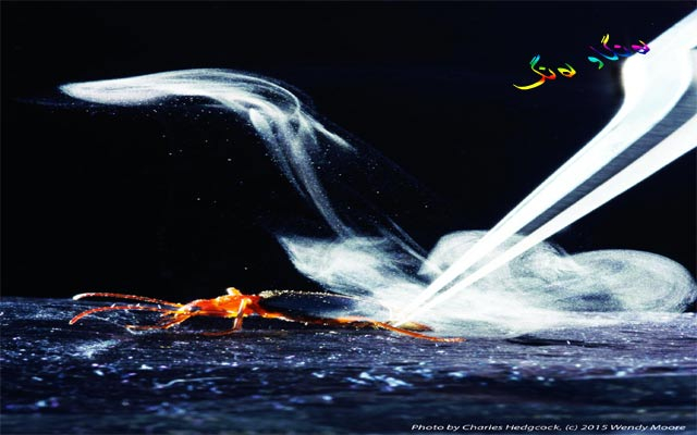 چەكی گیانداران بۆ بەرگركردن