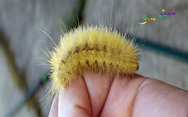 ڕێڕەوە سەیرەكەی توێژاڵی سنەوبەر