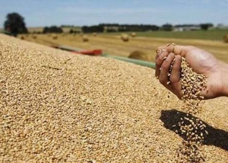 هيئة الاستثمار في كوردستان تعلن آلية جديدة لتسويق محصول القمح