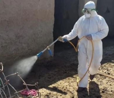 Nineveh Records 17th Crimean-Congo Hemorrhagic Fever Case as Iraq's Total Reaches 163