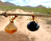مێروولەی هەنگوین