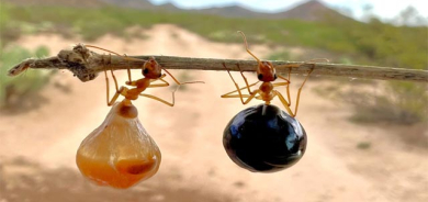 مێروولەی هەنگوین