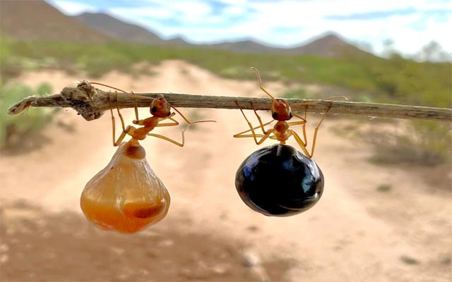 مێروولەی هەنگوین