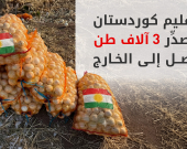 لأول مرة.. إقليم كوردستان يبدأ بتصدير إنتاج البصل إلى الخارج
