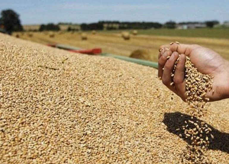 حكومة إقليم كوردستان تقرر شراء فائض القمح من المزارعين