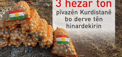 3 hezar ton pîvazên Kurdistanê bo derve tên hinardekirin