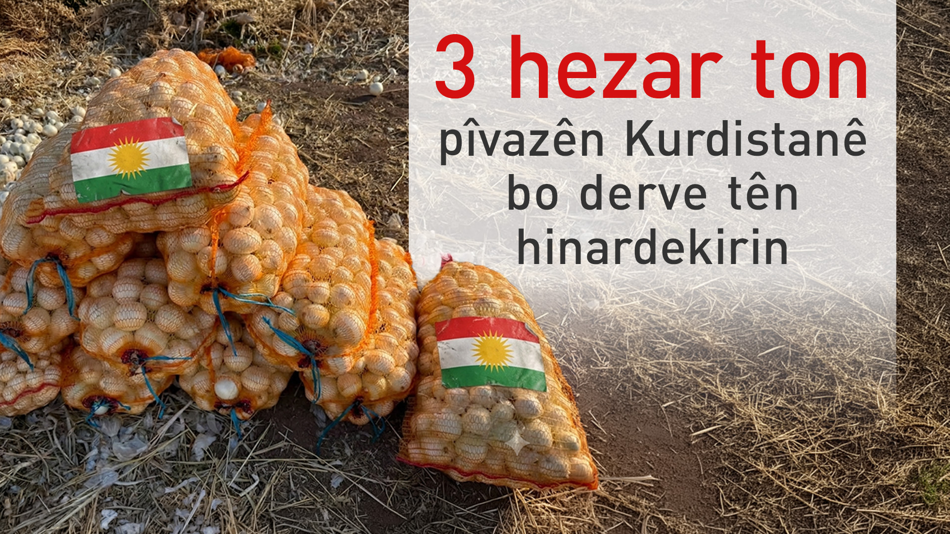 3 hezar ton pîvazên Kurdistanê bo derve tên hinardekirin