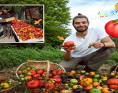 میراتی تەماتەیەكی گرانبەها