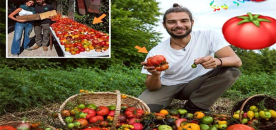میراتی تەماتەیەكی گرانبەها
