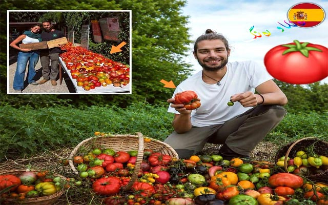 میراتی تەماتەیەكی گرانبەها