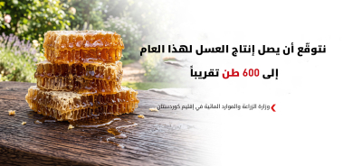 زراعة كوردستان: إنتاج العسل يرتفع بنسبة 20% وتوقعات بوصوله إلى 600 طن هذا العام