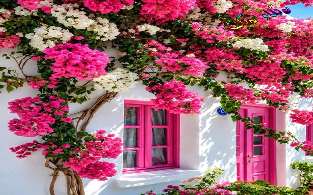 دیمەنە سەیرەكان،  ئیتاڵییەكان حەزیان بە ڕەنگە