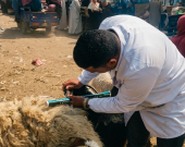 زراعة كوردستان: 