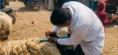 زراعة كوردستان: 