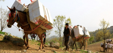 Li ser sînorê Rojhilatê Kurdistanê di 6 mehan de 13 kolber hatin kuştin