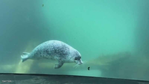 دراسة: الفقمة تستطيع إنشاد أغنية أطفال