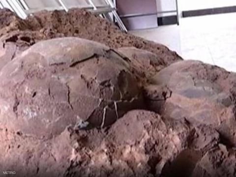 بيضة عمره 145 مليون سنة