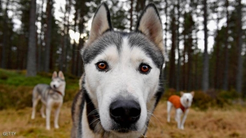 كلب يخبر صاحبته بإصابتها بالسرطان.. فكيف حدث ذلك؟