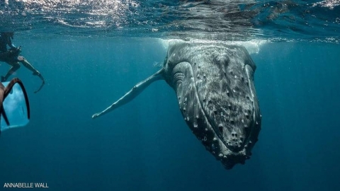 كيف تتواصل الحيتان؟.. باحثة تكشف أسرارا فريدة