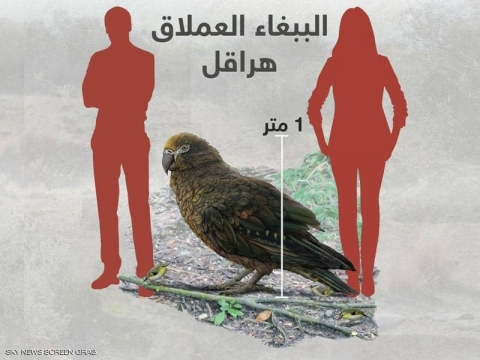 اكتشاف ببغاء 