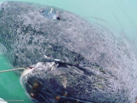 غرائب الكائنات: قرش بلغ 500 عام وميكروب يعيش منذ 10 آلاف سنة