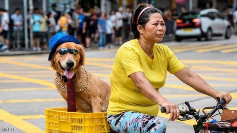 امتلاك كلب مفيد يطيل العمر