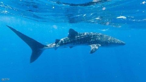 بين فكي القرش.. اكتشاف 