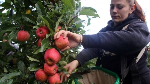 دقيق التفاح .. سر الرشاقة وخفض الكوليسترول