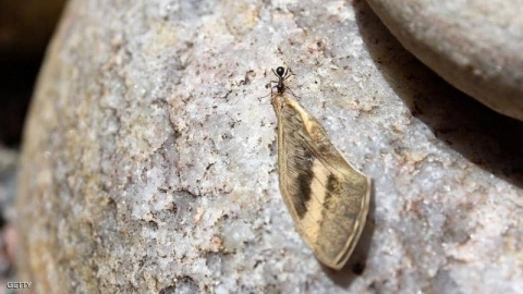 كيف يجد النمل طريقه إلى عشه مشيا للخلف؟