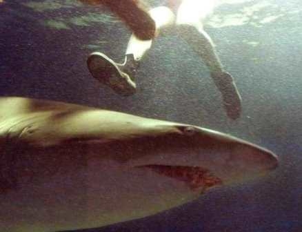 مقتل ثالث استرالي بهجوم لسمكة قرش هذا العام