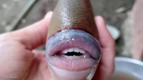 سمكة بملامح بشرية