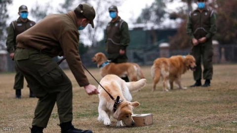 دراسة: الكلاب تستطيع كشف المصابين بكورونا