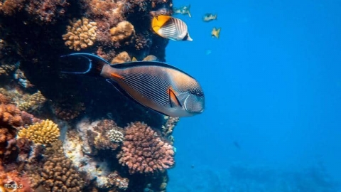 دراسة تكشف أثر الضوضاء على الأسماك