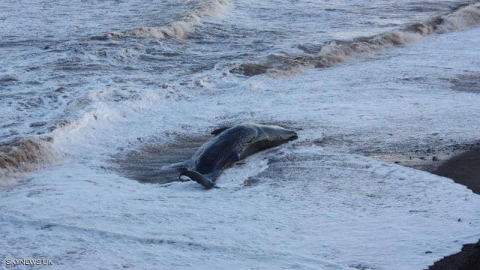 كارثة جماعية.. نفوق 10 حيتان بـ