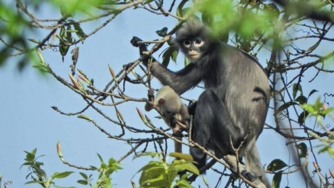 عددها بالمئات.. حيوانات ونباتات 