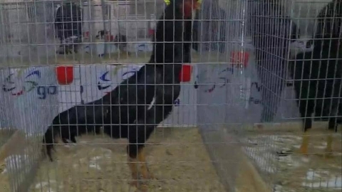 وللطيور أيضا ملك جمال.. مسابقة 