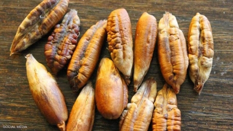 نواة التمر.. غذاء مفيد و