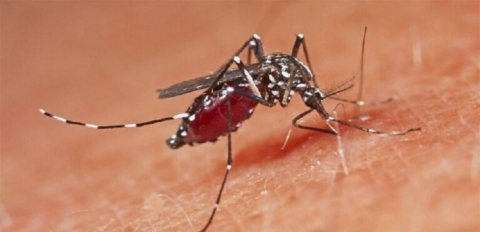 لدغات البعوض لا تشكل خطورة على صحتكم.. إلا في حالة واحدة!