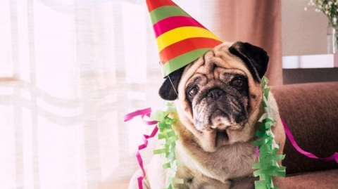 كيف تعرف العمر الحقيقي للكلاب وكم سنة يمكنها أن تعيش؟