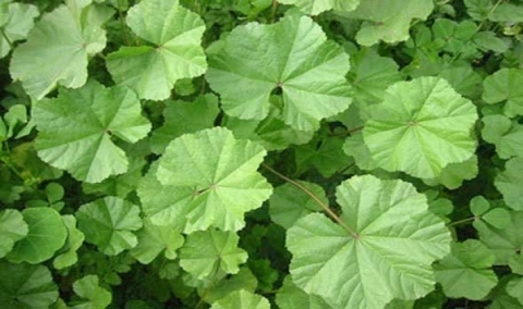 ربما لم تسمع بها .. فوائد عجيبة لنبتة الخبيزة