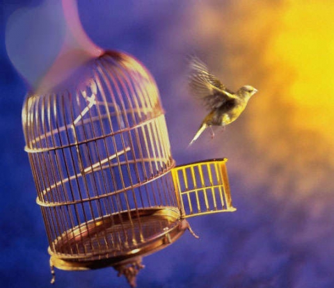 الحرية الكاذبة