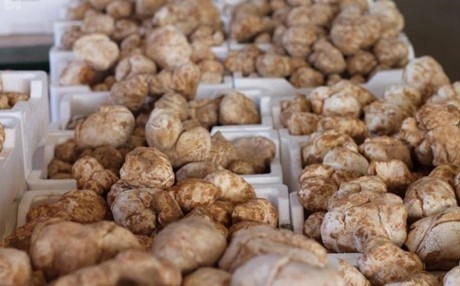 عام الكمأ في كوردستان يبدأ بعد نوروز