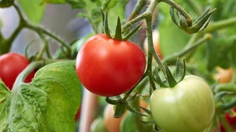 تحذير من تناول هذا النوع من الطماطم... يسبب التسمم الغذائي!