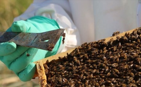  نفوق أعداد هائلة من النحل في قضاء 