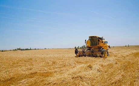 نائب محافظ أربيل: زيادة نسبة القمح المسوق من فلاحي إقليم كوردستان بـ10% غير كافية