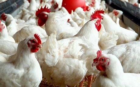 فتوى دينية تجيز الأضحية بذبح الدجاج