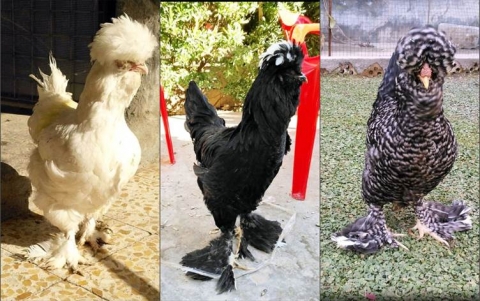 إنتاج صنف جديد من الدجاج في أربيل